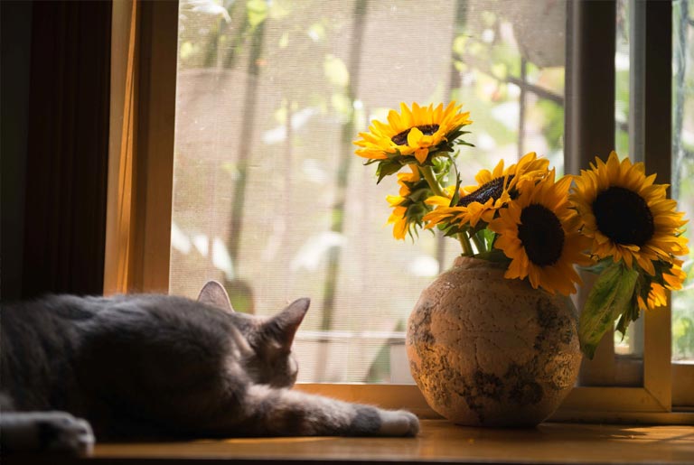 The Cat and The Vase
